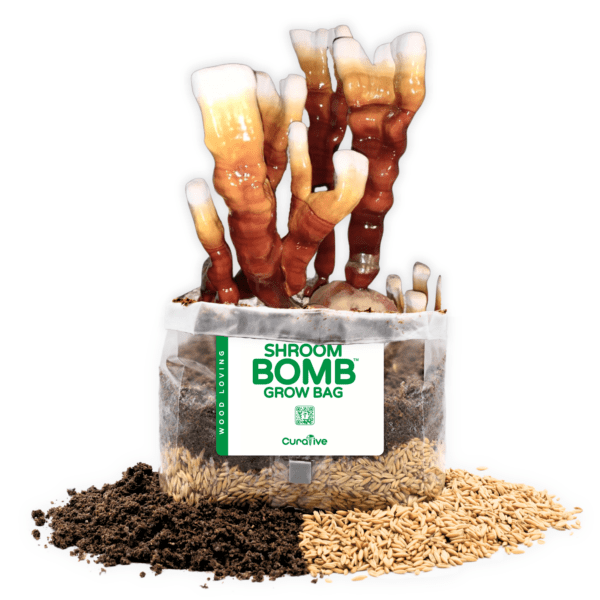 Reishi Mushroom Grow Kit with Grow Bag Shroom Bomb