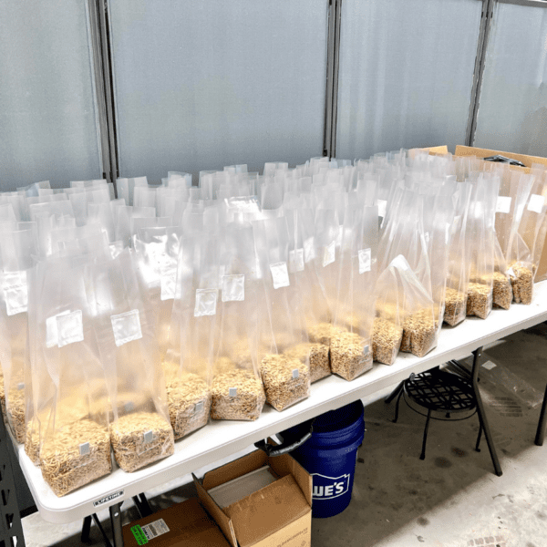 Mushroom Grow Bags Being Made