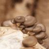 Shroom Bomb™ Wood Loving Mushroom Grow Bag - Image 10