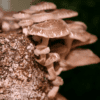Shroom Bomb™ Wood Loving Mushroom Grow Bag - Image 11