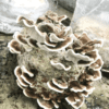 Shroom Bomb™ Wood Loving Mushroom Grow Bag - Image 9