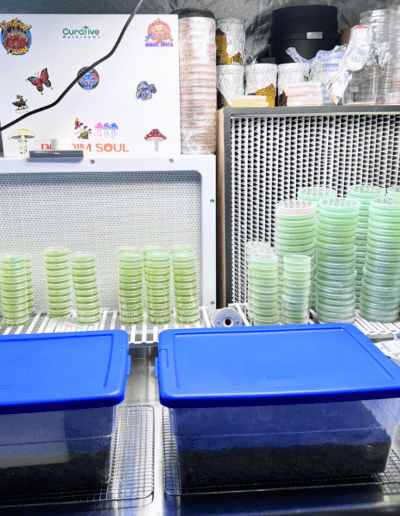 Agar Dishes Curative Mushrooms